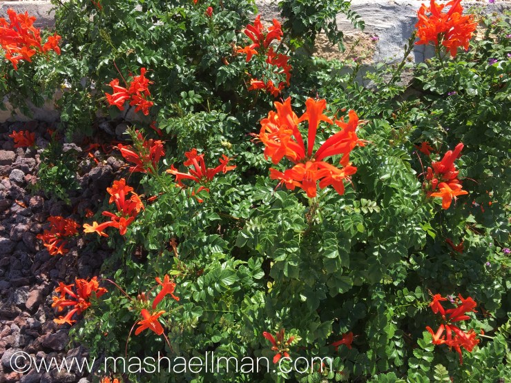 Red fall flowers.jpeg