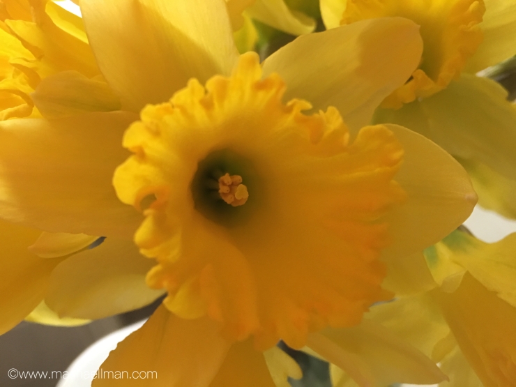 Daffodils.jpeg