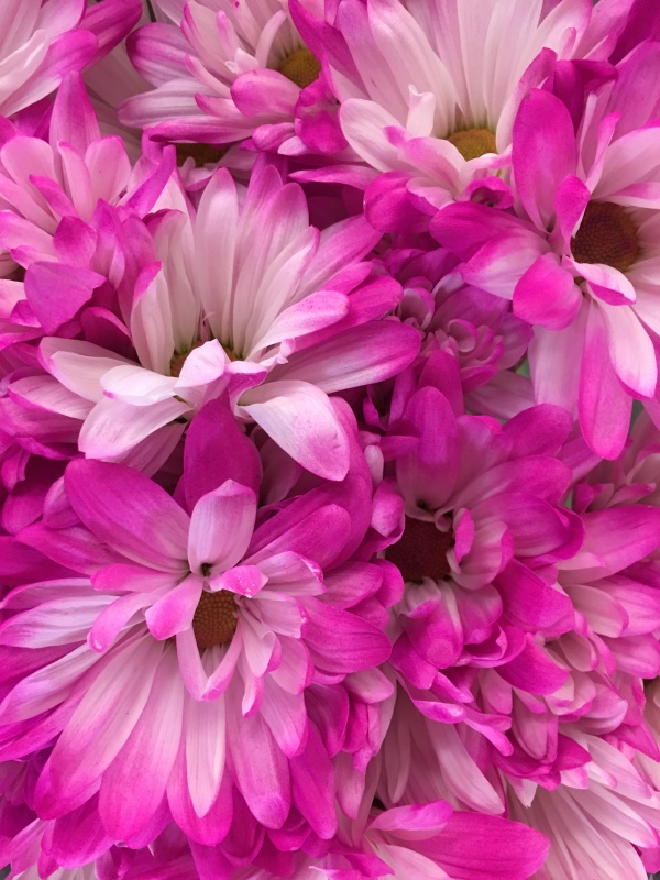 Pink flowers.jpeg