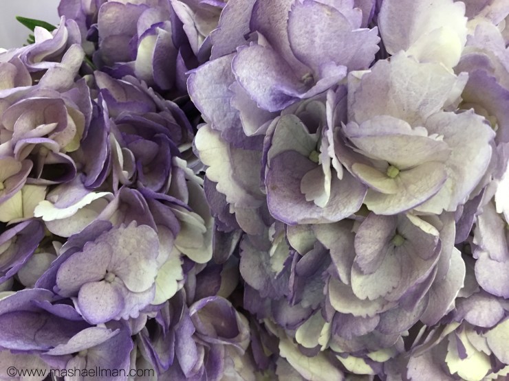 Hydrangea lavender.jpeg