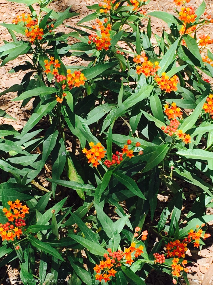 Orange little flowers.jpeg