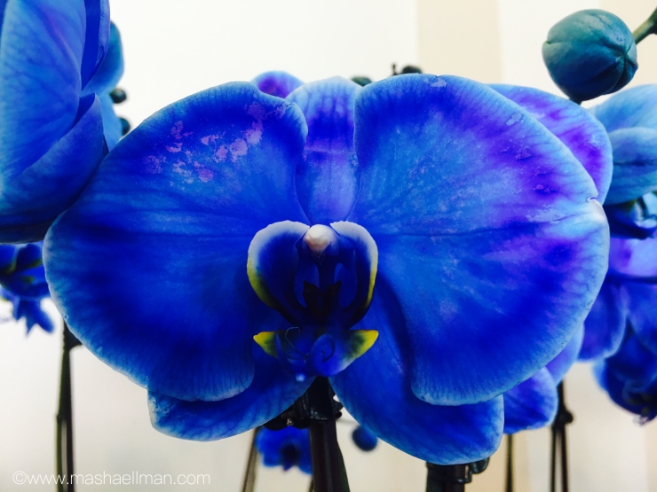 Orchid blue.jpeg
