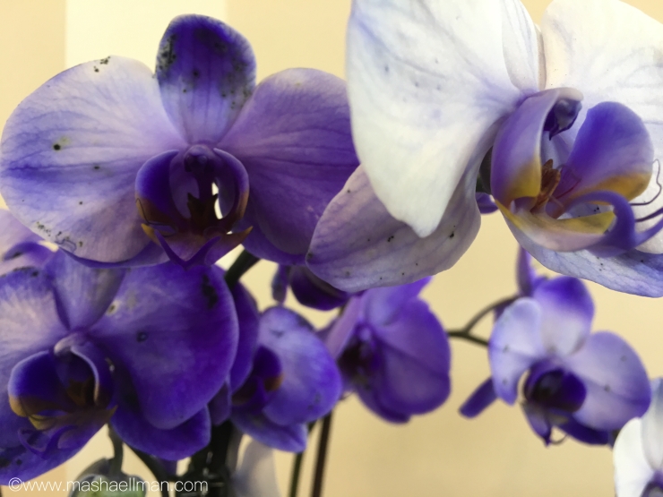 Orchid purple.jpeg