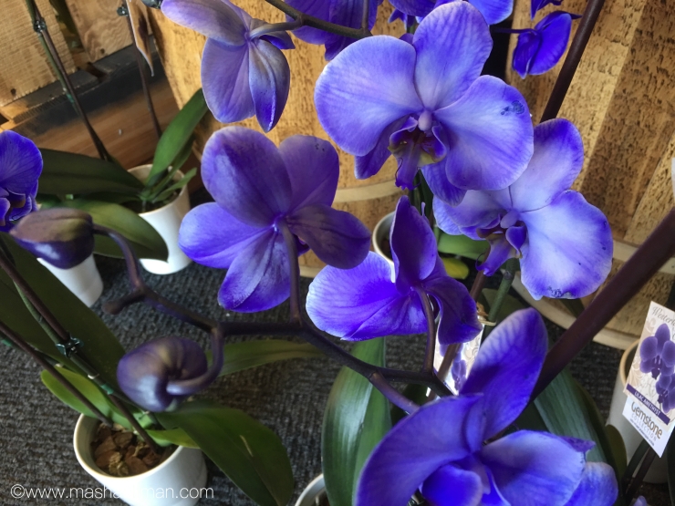 Orchid purple2.jpeg