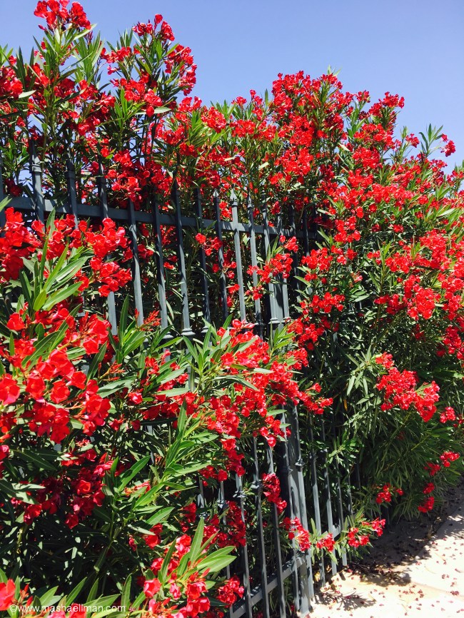 Red flowers gate.jpeg
