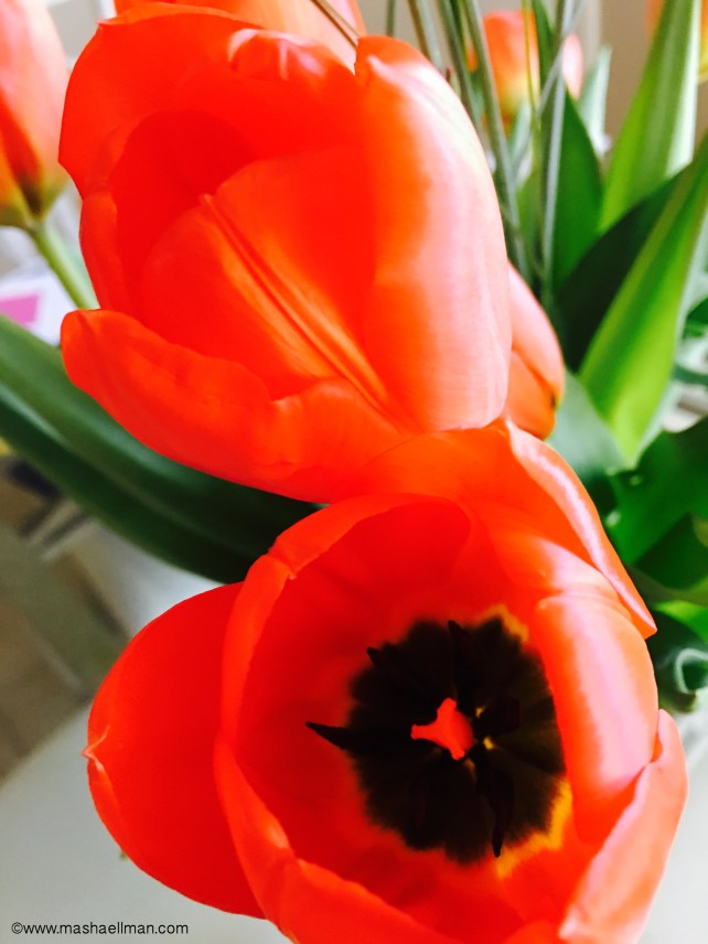 Red tulip.jpeg
