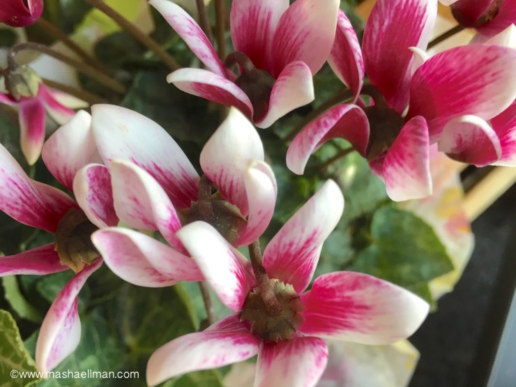 White & red flower.jpeg