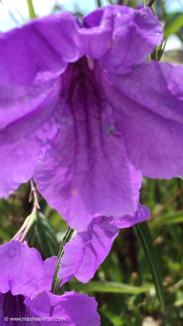 Purple flower.jpeg