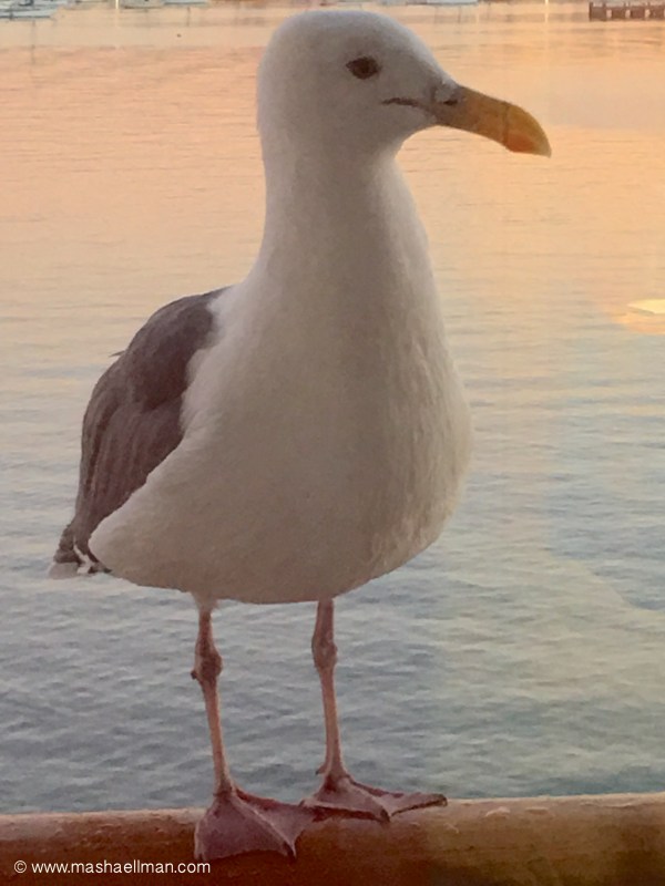 sea gull