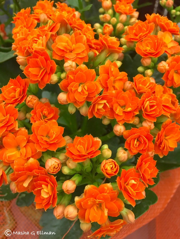 flowers orange3
