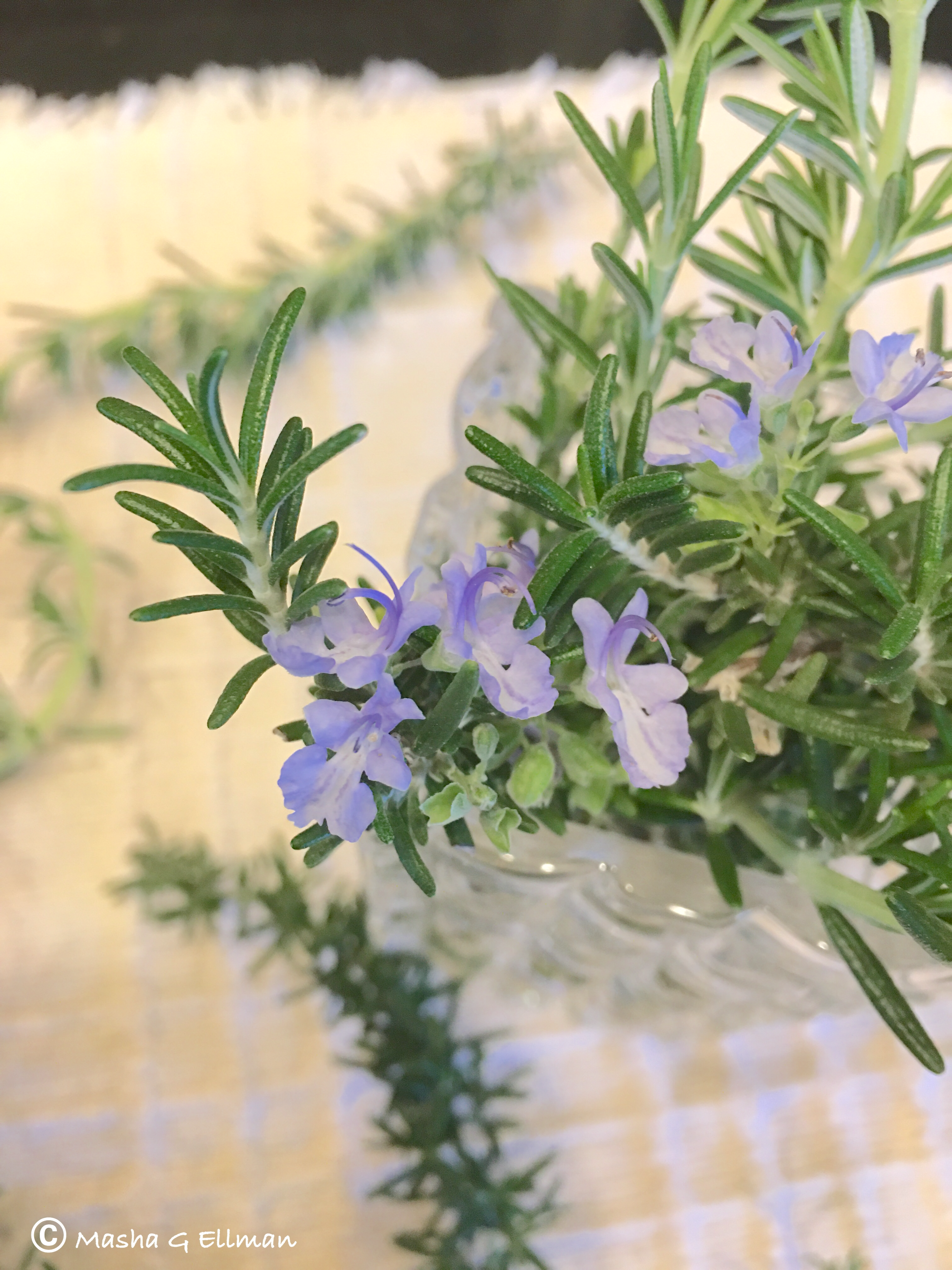 rosemary2